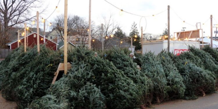 Moldsilva выставляет на продажу 46 тысяч хвойных деревьев уже 2 декабря. Сколько они стоят?