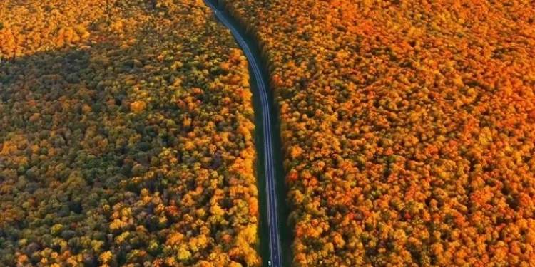 Молдавские Кодры восхищают своими осенними красками