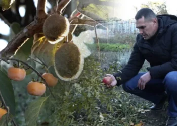 Afacerea unui moldovean din nordul țării are un gust exotic