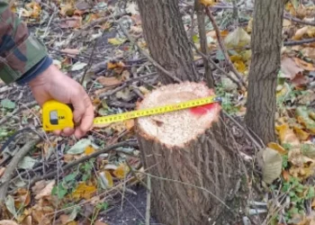 La Dondușeni, s-au tăiat ilegal mai mulți copaci