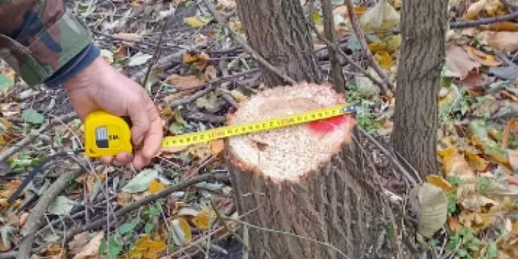 La Dondușeni, s-au tăiat ilegal mai mulți copaci