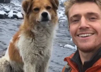 Aventura unui turist rătăcit: Cum l-a ghidat un câine vagabond în munți