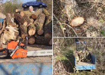 Prins în flagrant: Tăiere ilegală de copaci, descoperită de autorități