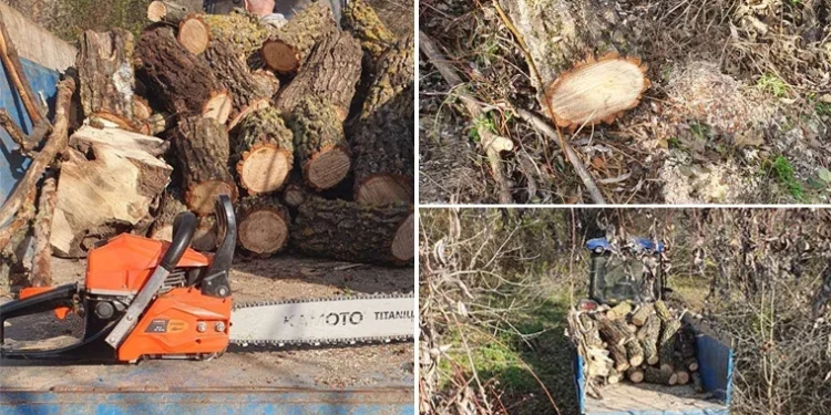 Prins în flagrant: Tăiere ilegală de copaci, descoperită de autorități