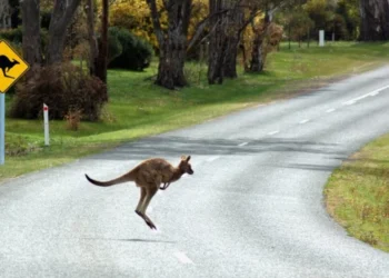 Un cangur și un automobil, într-o întrecere neașteptată: Imagini din Australia fac furori pe internet