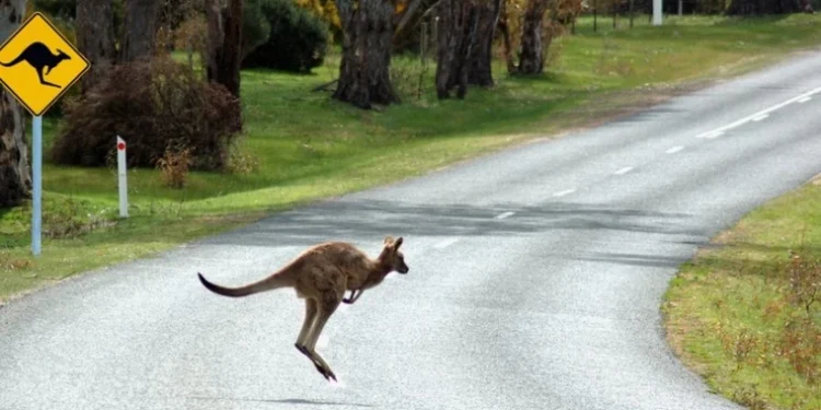 Un cangur și un automobil, într-o întrecere neașteptată: Imagini din Australia fac furori pe internet
