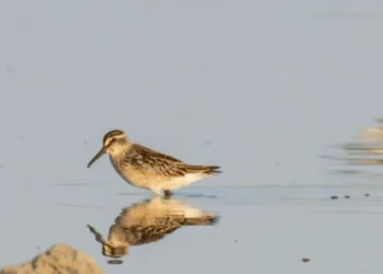 Păsări din fauna Moldovei, incluse în noua Listă Roșie a speciilor periclitate