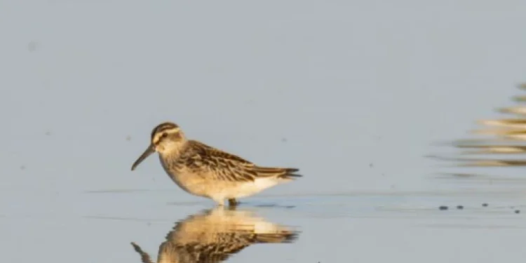 Păsări din fauna Moldovei, incluse în noua Listă Roșie a speciilor periclitate