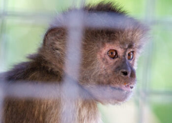 Incident neobișnuit în Tennessee: o femeie a fost atacată din senin de o maimuță. Nimeni nu știe al cui e animalul
