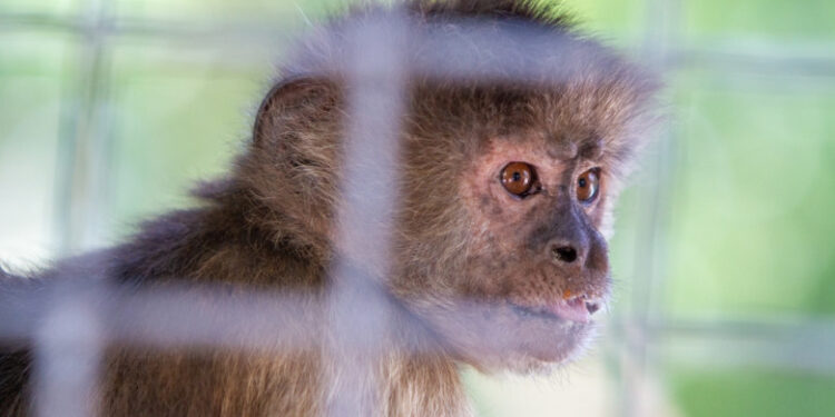 Incident neobișnuit în Tennessee: o femeie a fost atacată din senin de o maimuță. Nimeni nu știe al cui e animalul