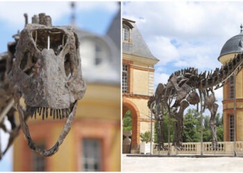 Licitație istorică: Prețul record pentru cel mai mare schelet de dinozaur găsit în SUA