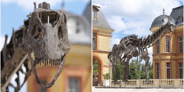 Licitație istorică: Prețul record pentru cel mai mare schelet de dinozaur găsit în SUA