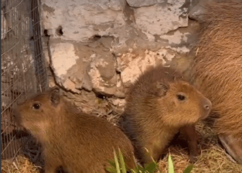 Doi pui de capibara au venit pe lume la Grădina Zoologică din Chișinău