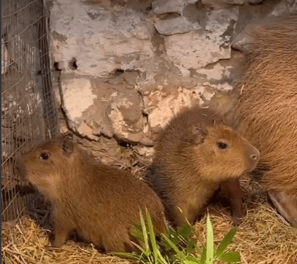 Doi pui de capibara au venit pe lume la Grădina Zoologică din Chișinău