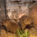 Doi pui de capibara au venit pe lume la Grădina Zoologică din Chișinău