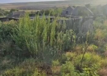 Rețea de trafic de droguri destructurată în Taraclia: 13 persoane sub anchetă