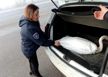 Scandal la Sângerei: Bărbat prins încercând să vândă o lebădă pe internet