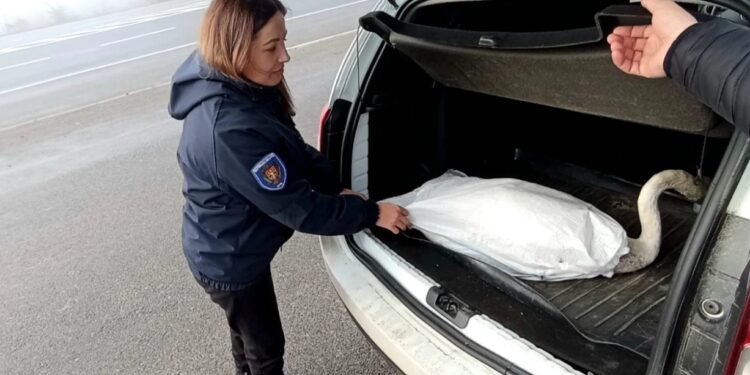 Scandal la Sângerei: Bărbat prins încercând să vândă o lebădă pe internet