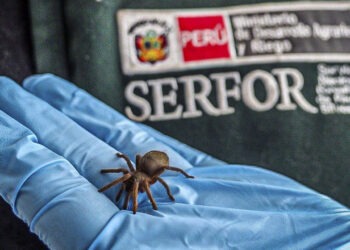 Captură șocantă la vama din Peru: un bărbat transporta 320 de tarantule pe corp