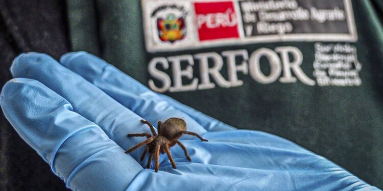 Captură șocantă la vama din Peru: un bărbat transporta 320 de tarantule pe corp