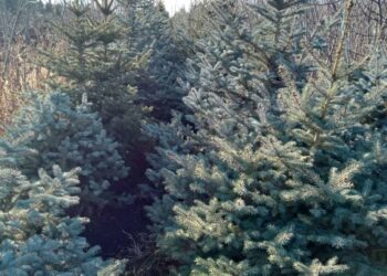 46 000 de pomi de Crăciun, scoși la vânzare de Moldsilva pentru sărbători: Care sunt prețurile anunțate în acest an