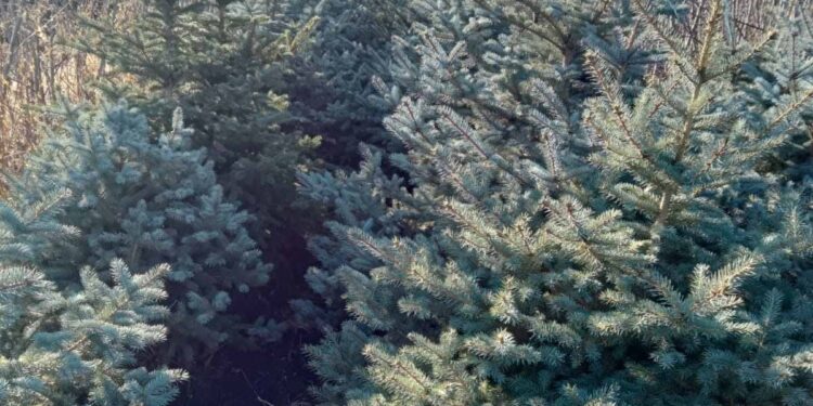 46 000 de pomi de Crăciun, scoși la vânzare de Moldsilva pentru sărbători: Care sunt prețurile anunțate în acest an