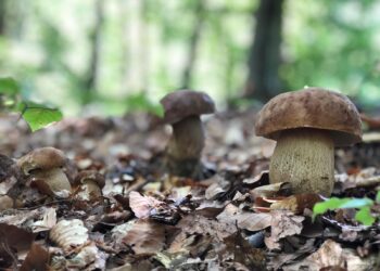 S-a pornit la cules ciuperci într-o pădure și s-a rătăcit: Un bărbat din Briceni, găsit de polițiști cu ajutorul dronelor