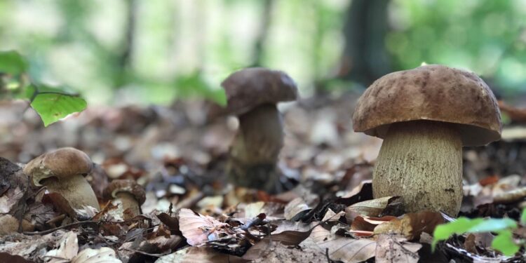 S-a pornit la cules ciuperci într-o pădure și s-a rătăcit: Un bărbat din Briceni, găsit de polițiști cu ajutorul dronelor