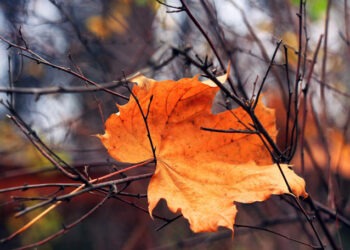 Vremea de astăzi: Cer înnorat și fără precipitații