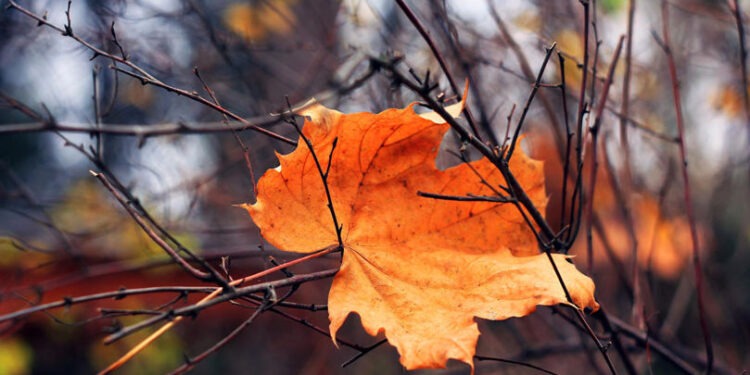 Vremea de astăzi: Cer înnorat și fără precipitații