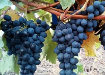 Почему в Молдове подорожал виноград: пояснения экономиста