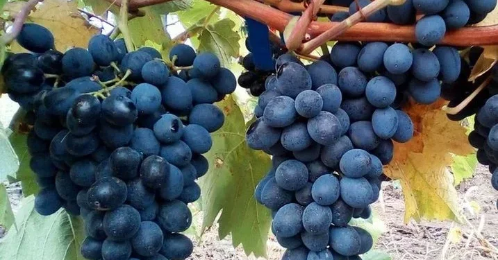 Почему в Молдове подорожал виноград: пояснения экономиста