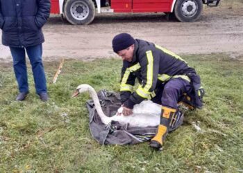 În raionul Telenești a fost salvată o lebădă care nu putea să iasă singură din apă.