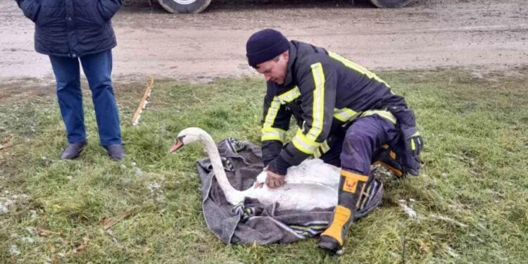 În raionul Telenești a fost salvată o lebădă care nu putea să iasă singură din apă.