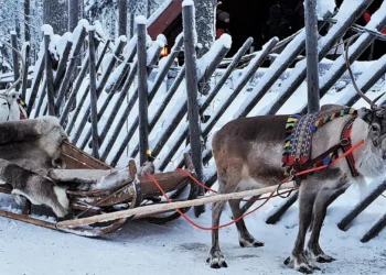 Laponia fără zăpadă: Record istoric de încălzire în Ținutul lui Moș Crăciun