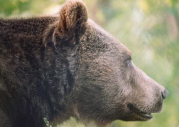 В Японии на третьи сутки поймали медведя, забравшегося в супермаркет