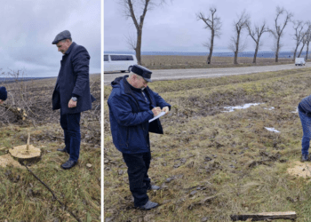 Инспекторы по охране окружающей среды в Единцах выявили случаи незаконной вырубки деревьев