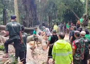 На Бали две женщины погибли из-за упавшего дерева в заповеднике