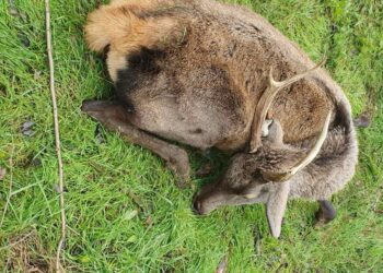 В Каларашском районе застрелили благородного оленя