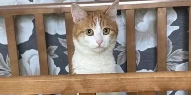 В России год назад из поезда выбросили кота Твикса. Расследование показало, кто на самом деле виновен