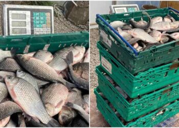 A încercat să introducă în țară 2 tone de pește viu, pe lângă cele 10 declarate: Un DAF, oprit în trafic de echipa mobilă a Serviciului Vamal