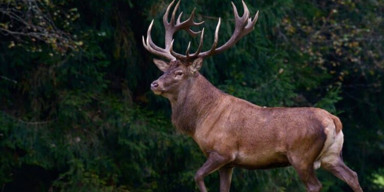 Благородный олень спасен пограничниками из вод реки Прут