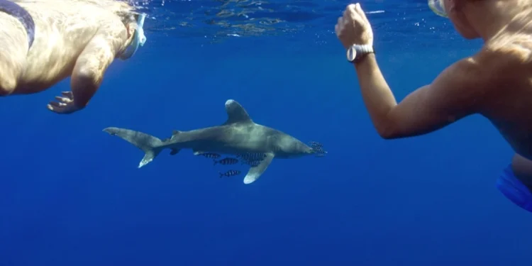 В Египте при нападении акулы погиб турист