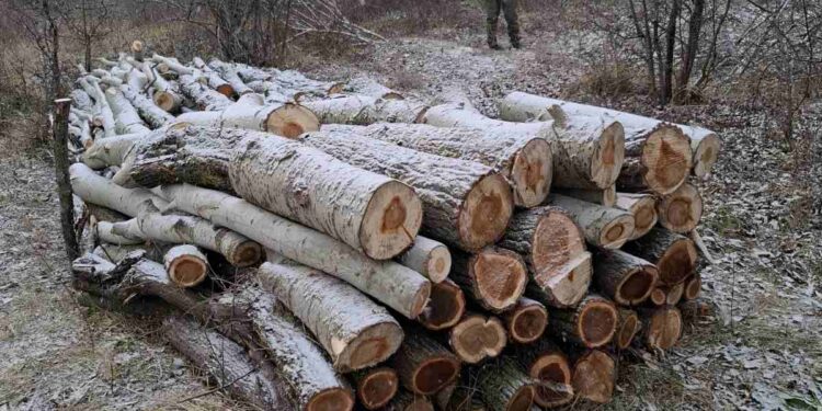 В Хынчештах незаконно вырублено 320 деревьев: нарушителей ждет административное наказание