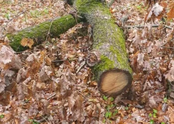 Locuitorii din Hîrjauca au ajutat la dezvăluirea unui furt de lemn ilegal