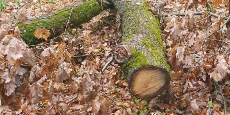 Locuitorii din Hîrjauca au ajutat la dezvăluirea unui furt de lemn ilegal