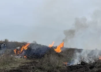 Tăieri ilegale și arderi necontrolate la Criuleni