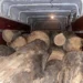 Razii împotriva tăierilor ilegale: Microbuz plin cu masă lemnoasă, descoperit în Fălești