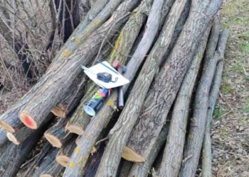 Daune aduse mediului: În nordul țării, au fost tăiați ilegal copaci