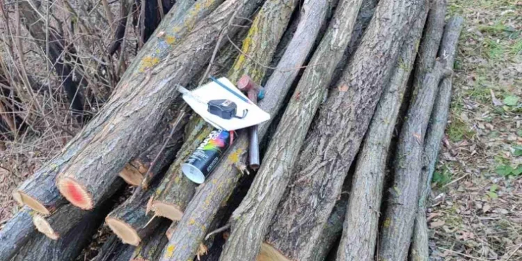 Daune aduse mediului: În nordul țării, au fost tăiați ilegal copaci